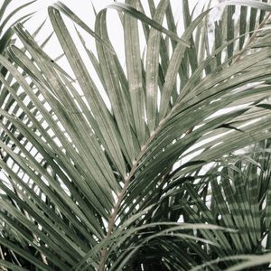 Meet your Posher, Rose